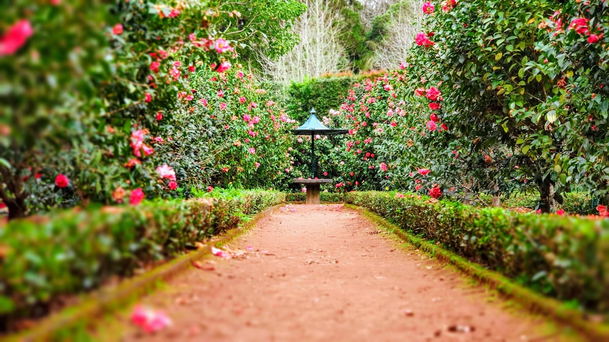 Shade Garden Restoration